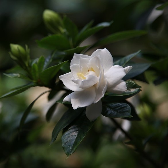 Body Butter Gardenia